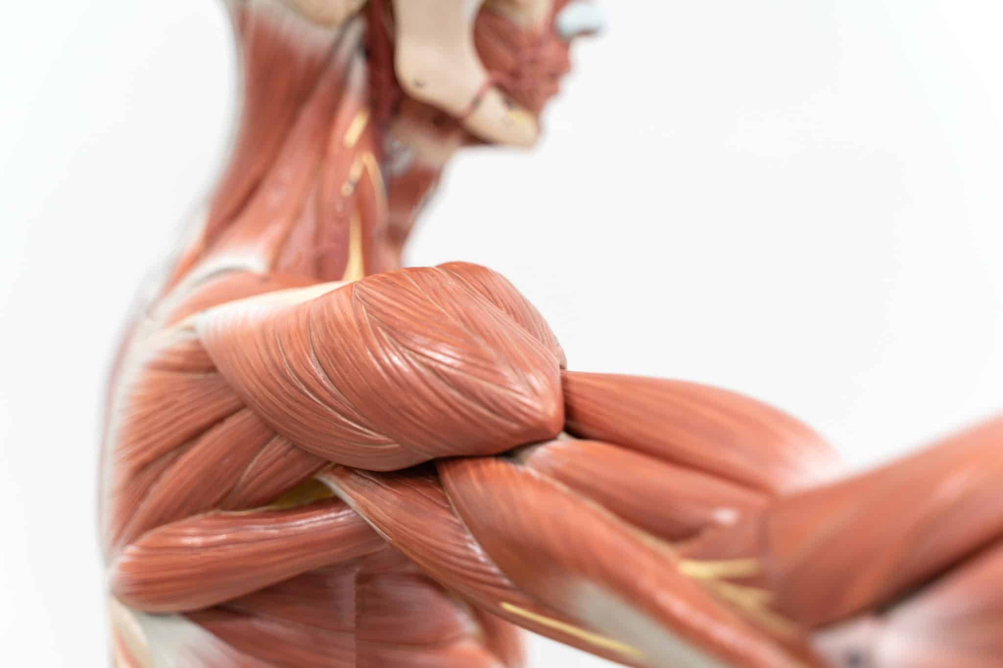 Bicep/Tricep Tendonitis Causes, Symptoms And Treatment AIRROSTI