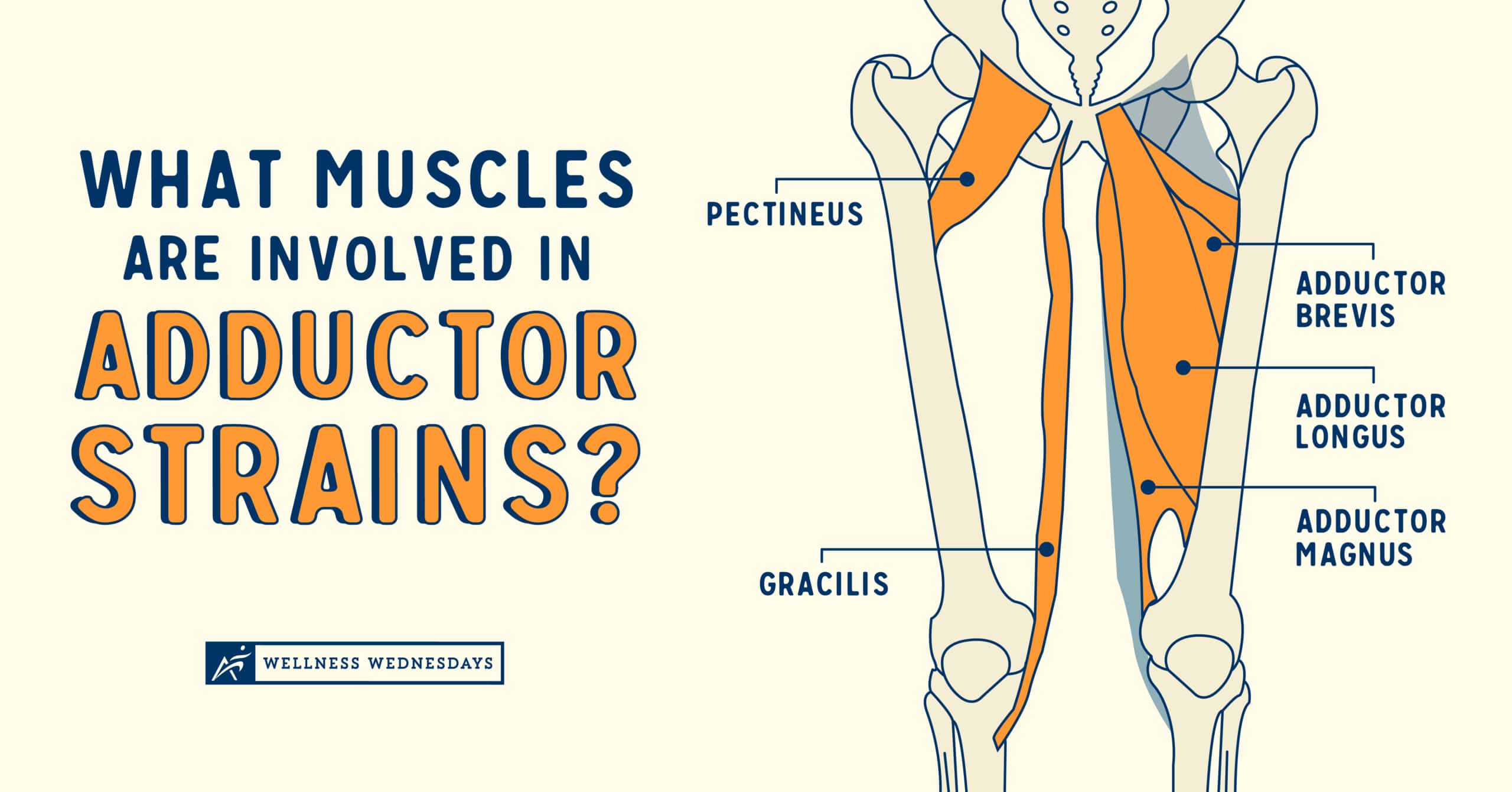 What Muscles are Involved in Adductor Strains?