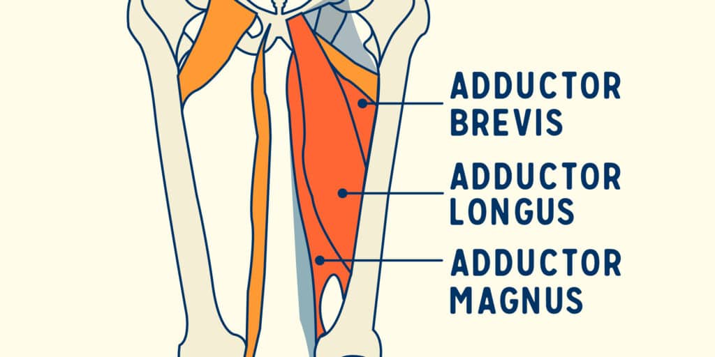 Adductor Muscles