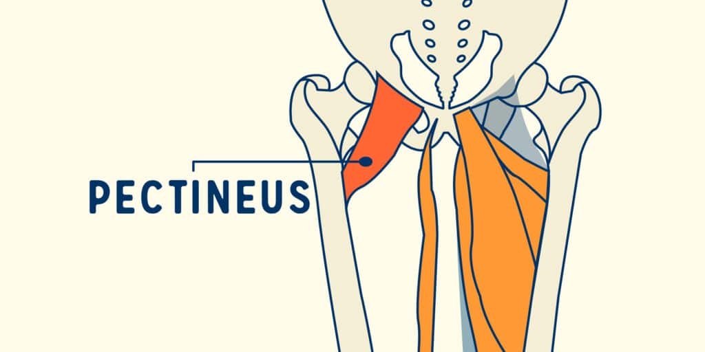 Pectineus Muscle