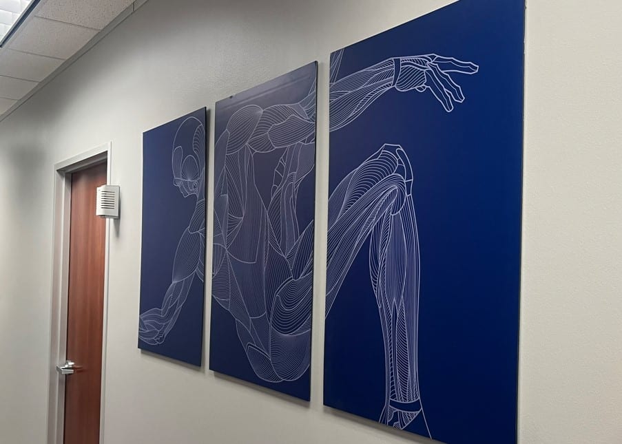 Image of a man showing the muscles hanging on the wall in the practice building of Airrosti Sugarland