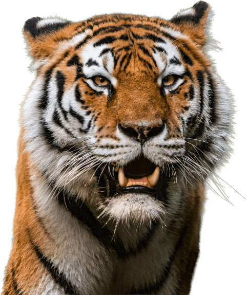 Bengal Tiger